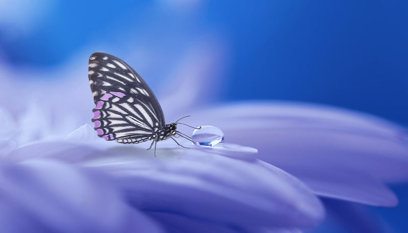 Mystical Illusions Show