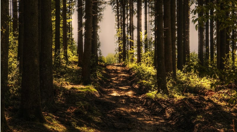 Enchanted Forest Decor